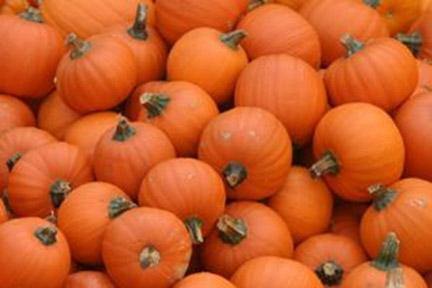 photo of mini pumpkins
